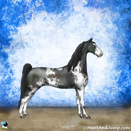 Horse Color:Black Sabino Rabicano 