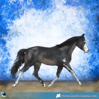 Horse Color:Black Sabino 