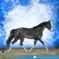 Horse Color:Black Sabino