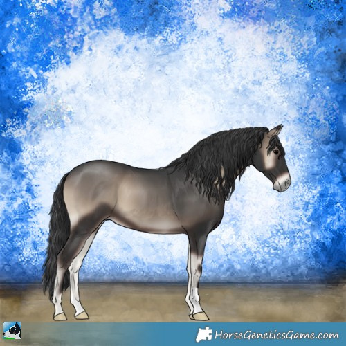 Horse Color:Blue Onyx