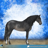 Horse Color:Black Sabino Rabicano 