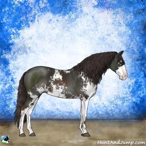 Horse Color:Liver Chestnut Sabino 