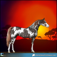Horse Color:White Spotted Liver Chestnut Sabino Rabicano 
