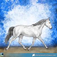 Horse Color:Gray Black Mushroom Sabino 