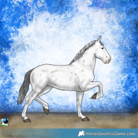 Horse Color:Black Ice Sabino Rabicano 