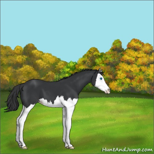 Horse Color:Black Splash Appaloosa 