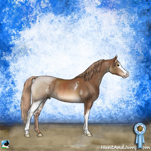 Horse Color:White Spotted Chestnut Sabino Rabicano 