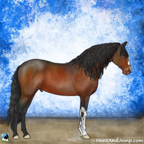 Horse Color:Brown Appaloosa 