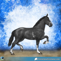Horse Color:Black Sabino Rabicano 