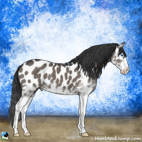 Horse Color:Black Splash Appaloosa 