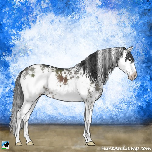 Horse Color:Grullo Sabino 