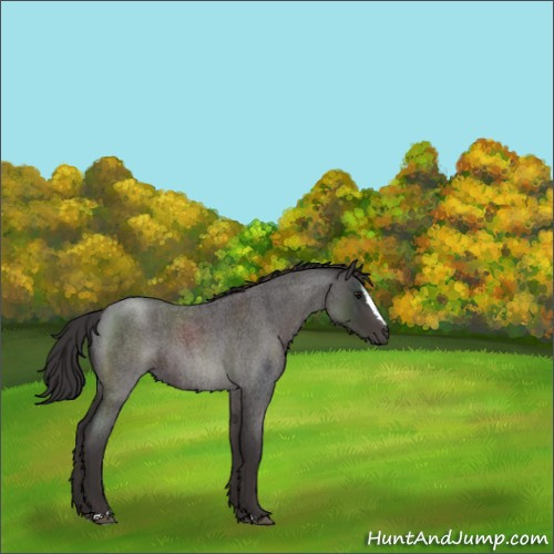 Horse Color:Smoky Blue Roan Sabino 
