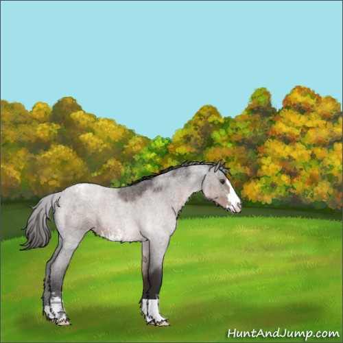 Horse Color:Liver Red Roan Sabino Appaloosa 