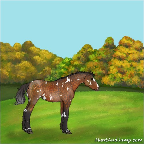 Horse Color:White Spotted Buckskin Sabino 