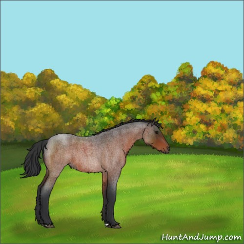 Horse Color:Brown Roan Rabicano 