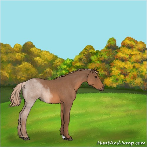 Horse Color:Red Roan 