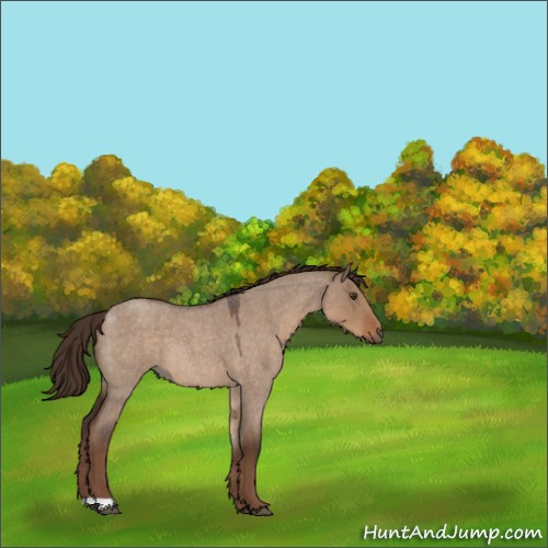 Horse Color:Liver Red Dun Roan 