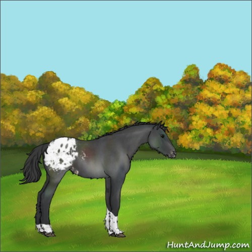 Horse Color:Blue Roan Tobiano Appaloosa 