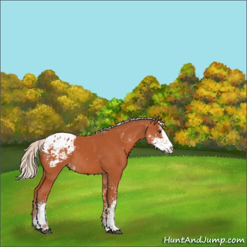 Horse Color:Silver Brown Sabino Appaloosa 