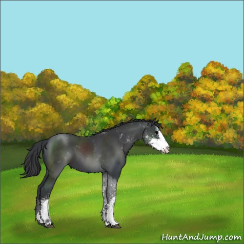 Horse Color:Black Sabino 