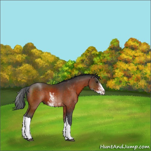 Horse Color:Brown Sabino 