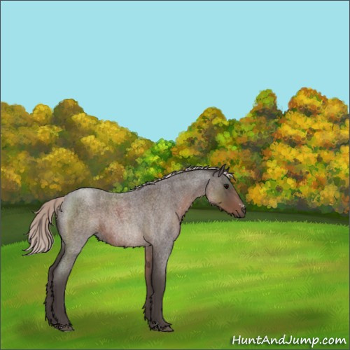 Horse Color:Silver Blue Roan Sabino 