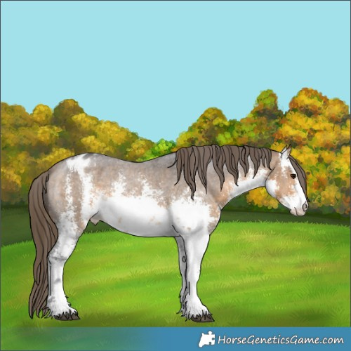 Horse Color:White Spotted Buckskin Sabino Appaloosa 