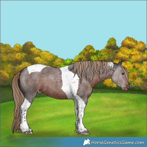 Horse Color:Liver Red Roan Tobiano Appaloosa 