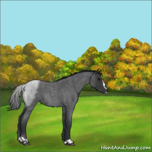 Horse Color:Blue Roan Sabino 