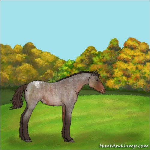 Horse Color:Liver Red Roan Appaloosa 