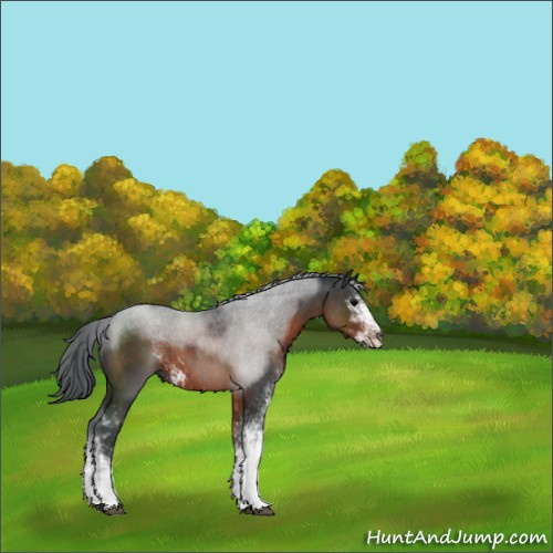 Horse Color:Brown Sabino 