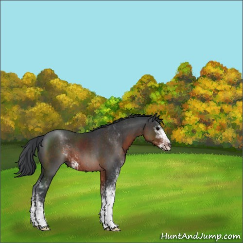 Horse Color:Brown Sabino 