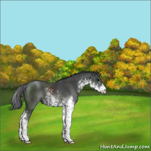 Horse Color:Black Sabino 