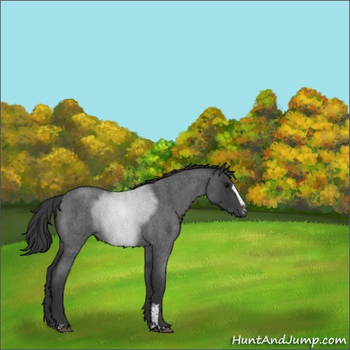 Horse Color:Blue Roan Sabino 