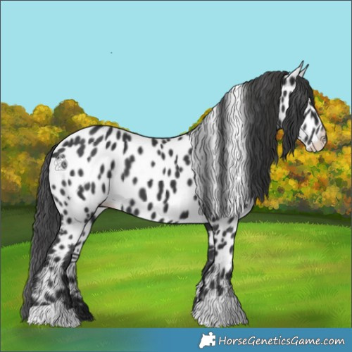 Horse Color:Black Appaloosa