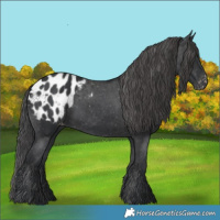 Horse Color:Black Appaloosa 