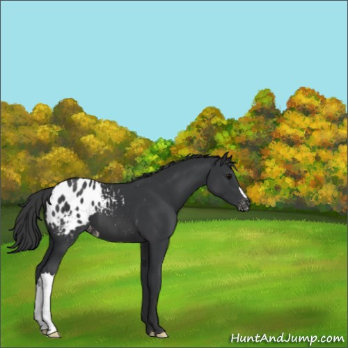 Horse Color:Black Appaloosa 