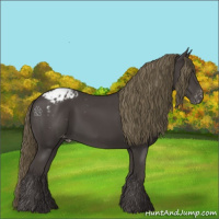 Horse Color:Smoky Black Appaloosa 