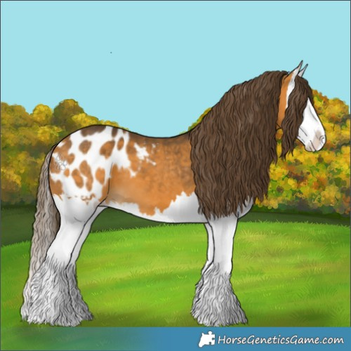 Horse Color:Buckskin Splash Appaloosa 