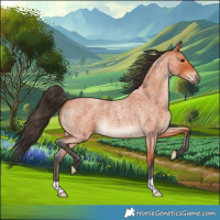 Horse Color:Bay Roan 
