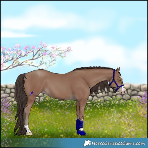 Horse Color:Classic Champagne