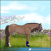 Horse Color:Classic Champagne 