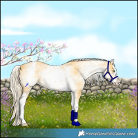 Horse Color:White Spotted Gold Cream Champagne Splash