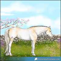 Horse Color:White Spotted Gold Cream Champagne Splash