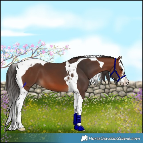 Horse Color:Bay Splash Tobiano