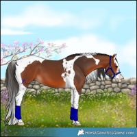 Horse Color:Bay Splash Tobiano