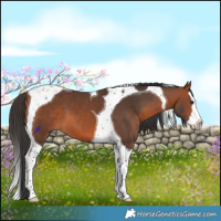 Horse Color:Bay Splash Tobiano