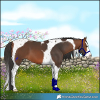 Horse Color:Bay Splash Tobiano
