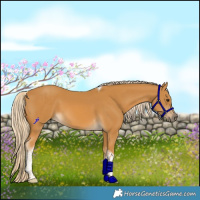 Horse Color:Palomino Tobiano Rabicano 