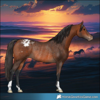 Horse Color:Bay Appaloosa Rabicano